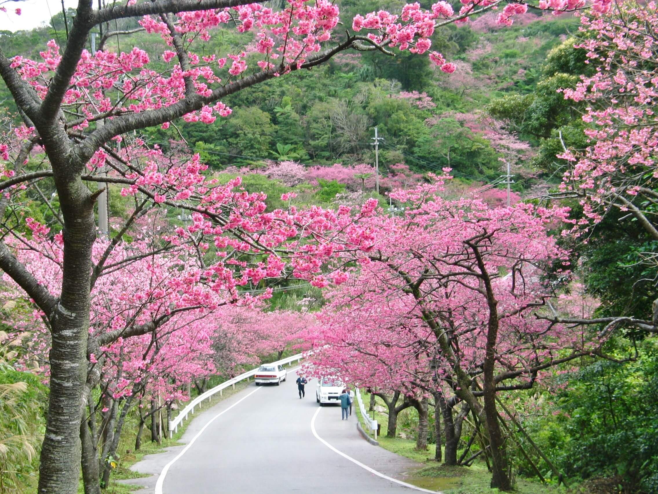 Cây hoa Anh Đào Nhật Bản