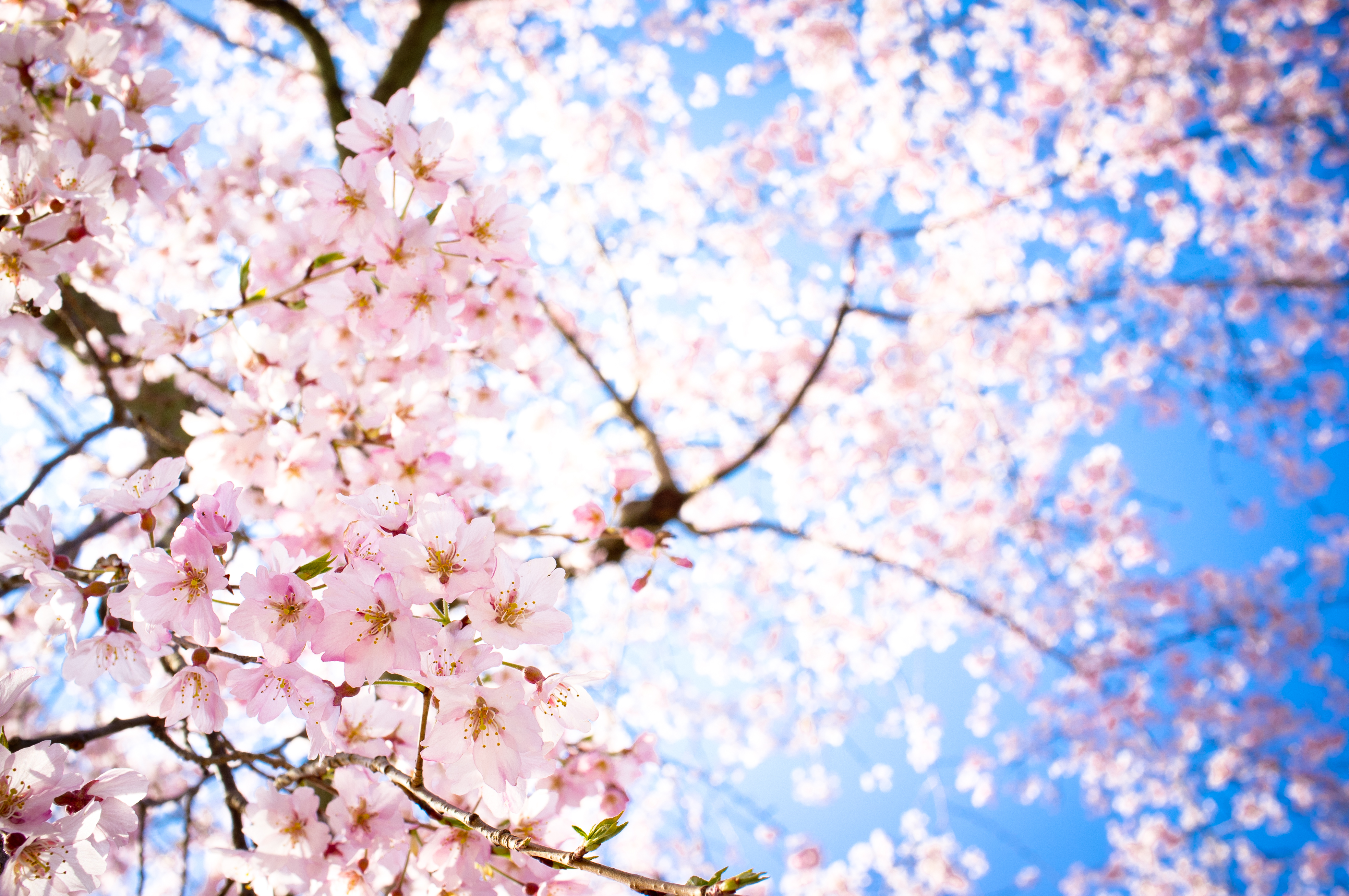 Hình ảnh hoa Anh Đào Nhật Bản đẹp 