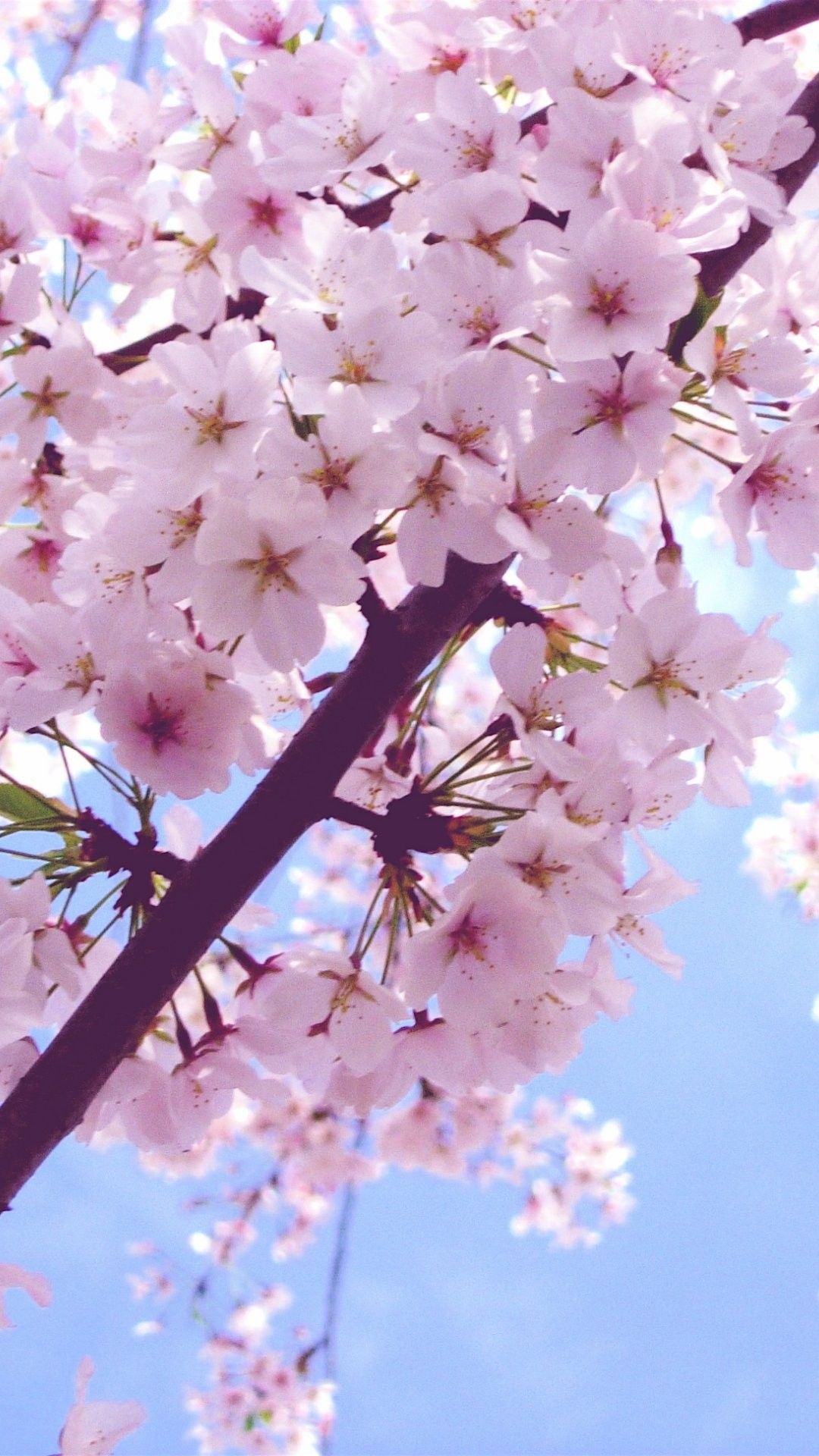 Hình hình ảnh hoa Anh Đào Nhật Bản đẹp