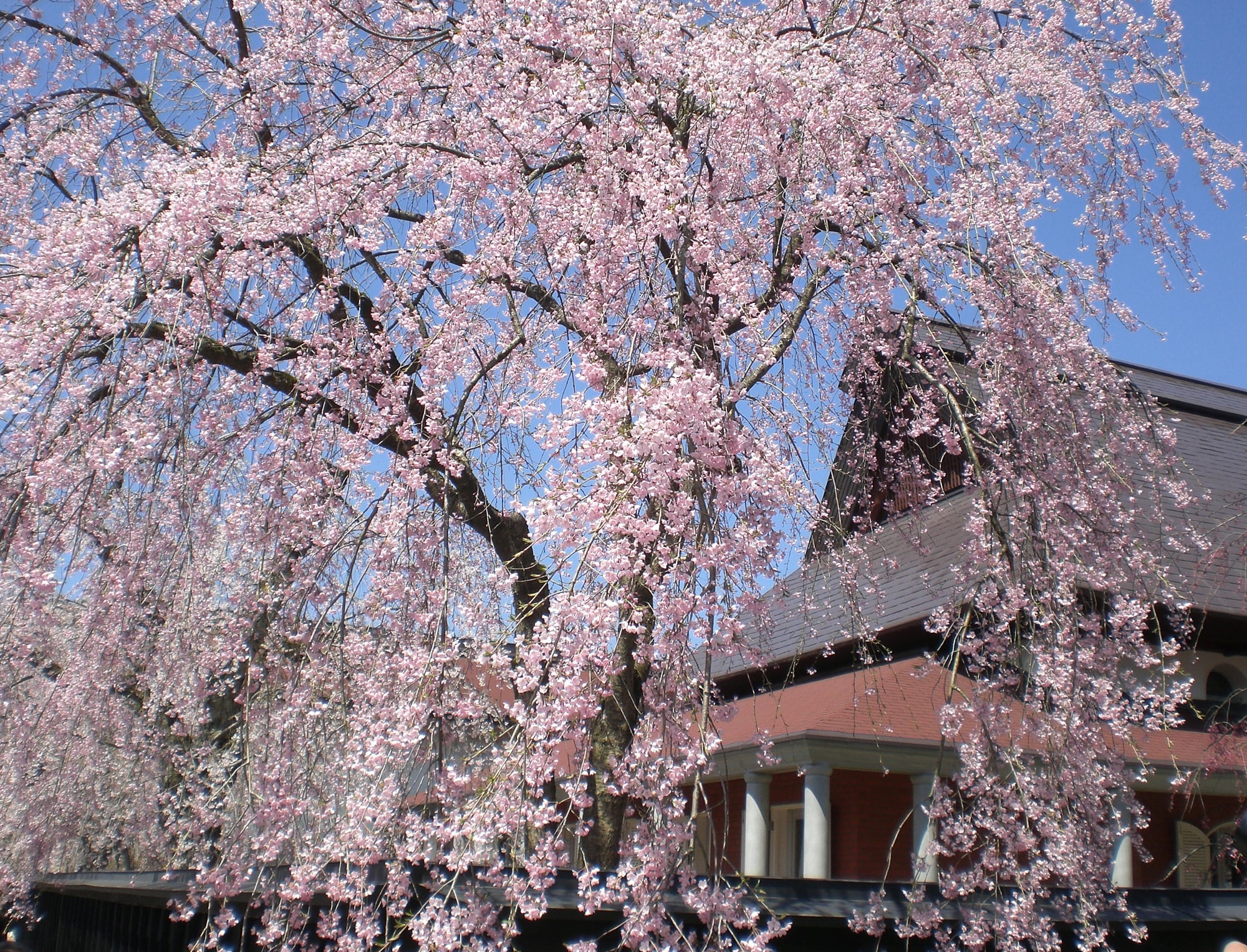 Hình hình ảnh hoa Anh Đào Nhật Bản