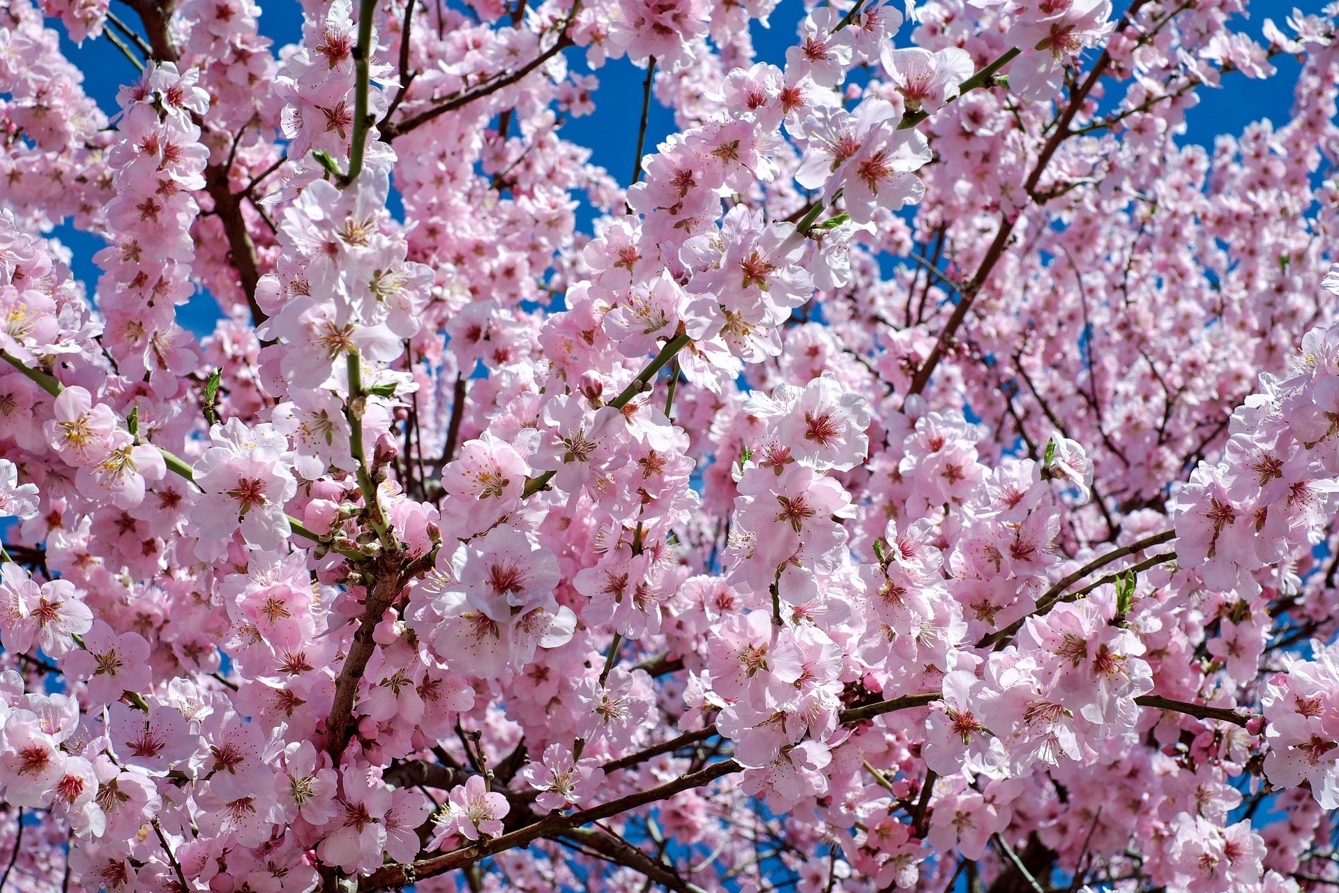 Những cành hoa Anh Đào Nhật Bản khoa trương sắc