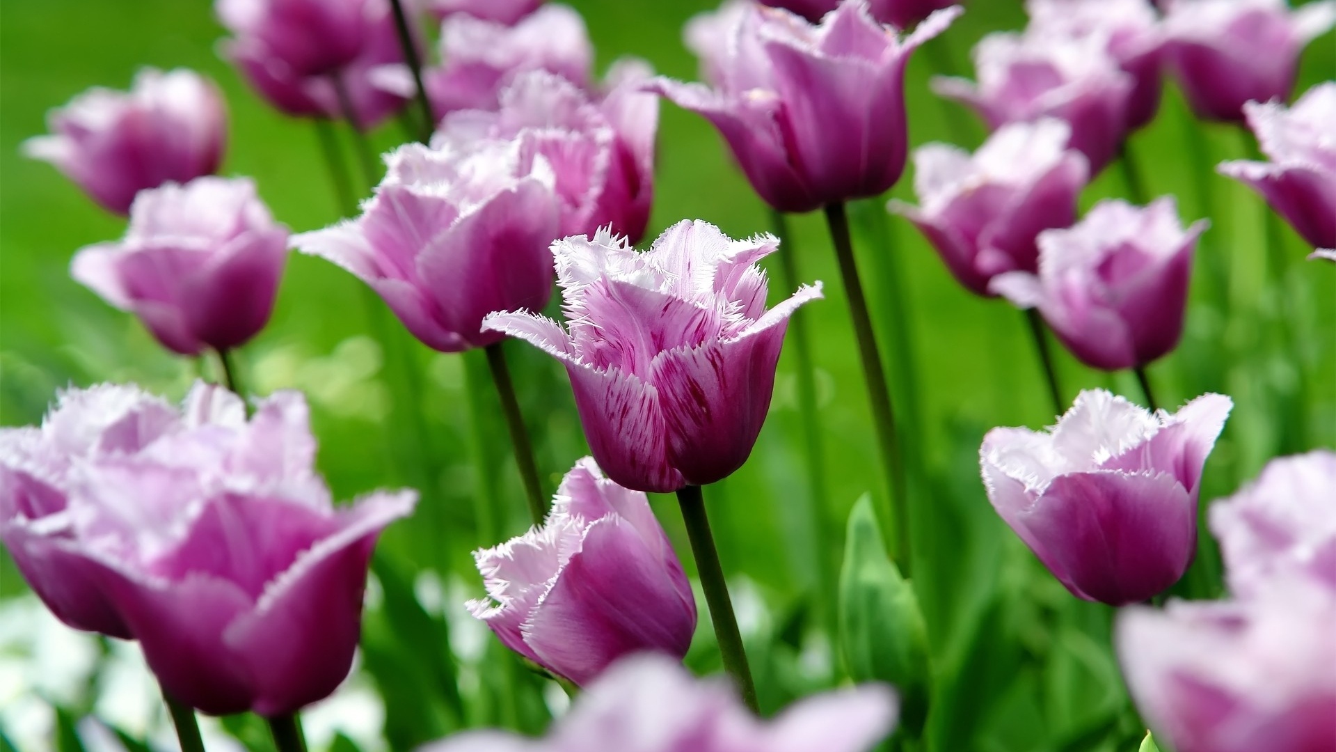 Hình nền hoa Tulip đẹp nhất