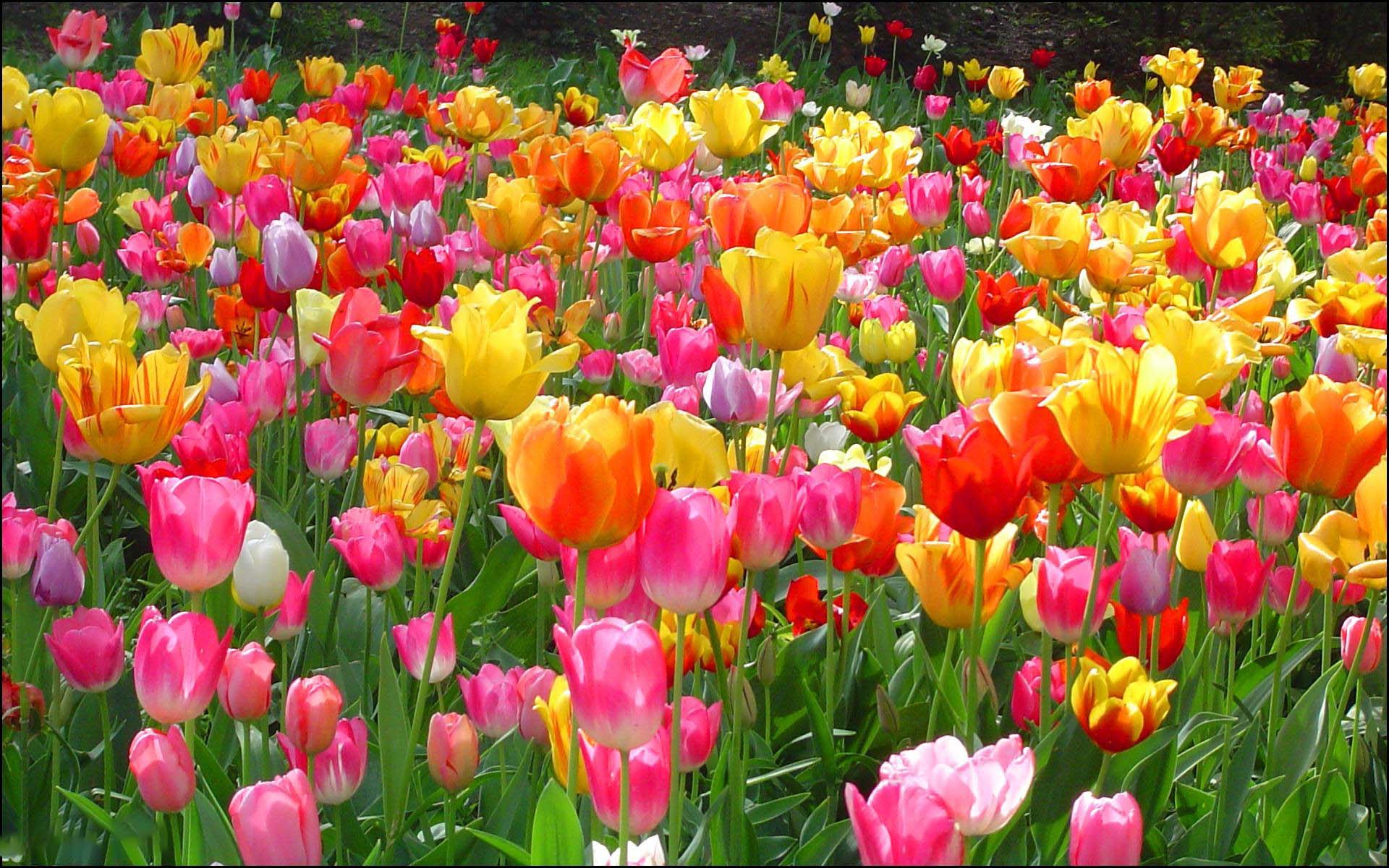 1000 hình nền hoa đẹp chuẩn 4k HD gửi tặng bạn đọc