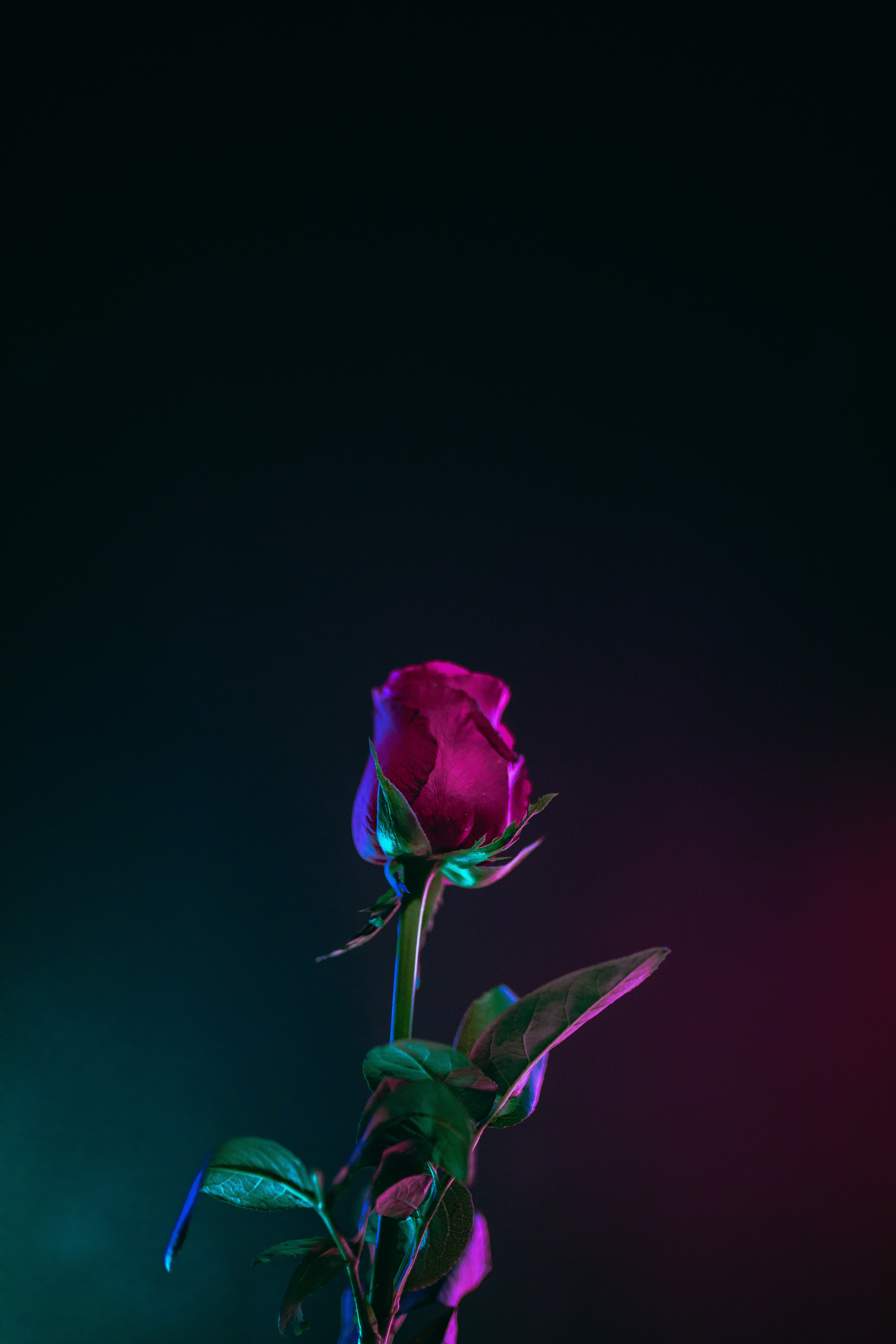 Hình nền hoa hồng huyền ảo