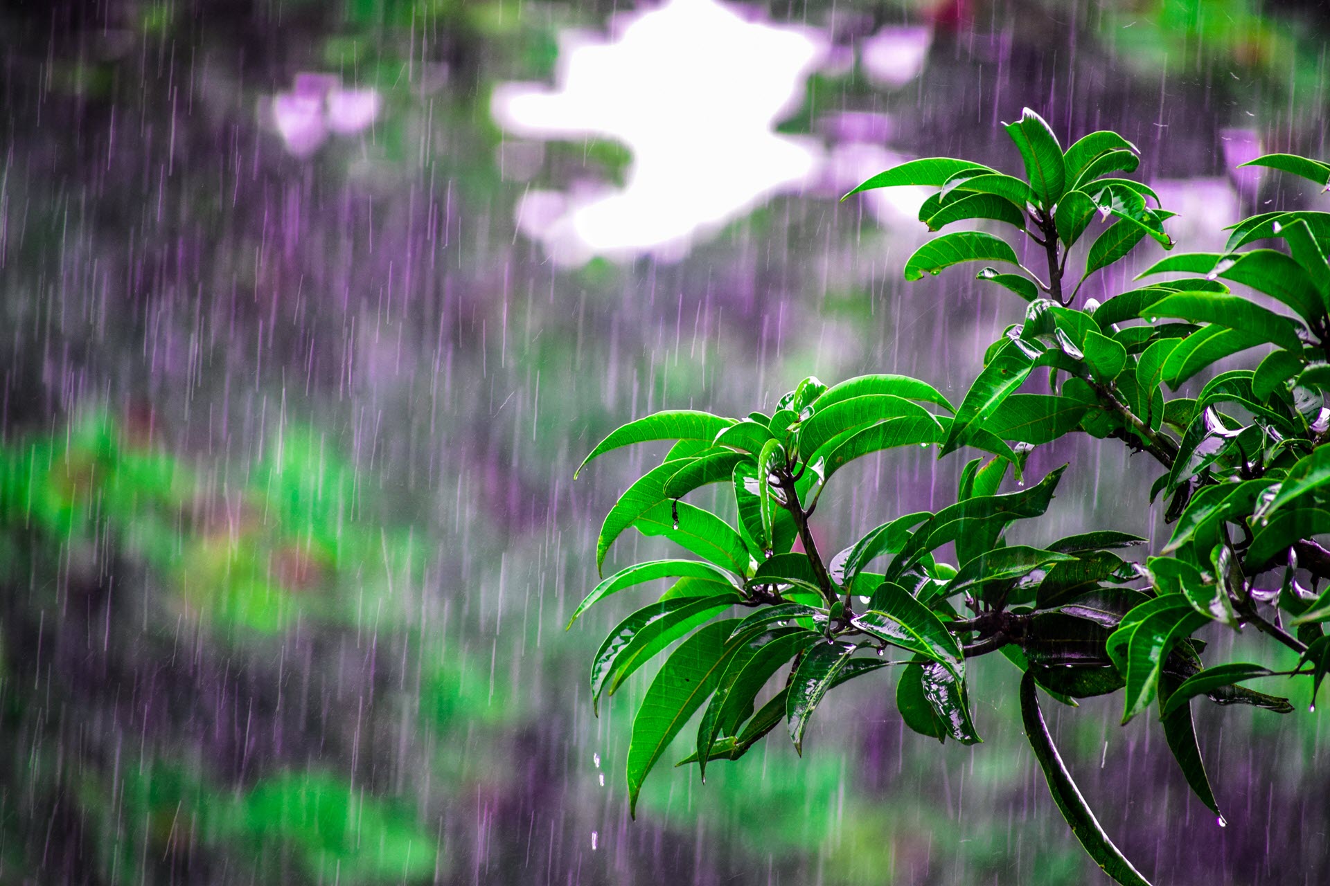 hình nền lá cây dưới mưa
