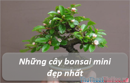 Những cây bonsai mini đẹp nhất