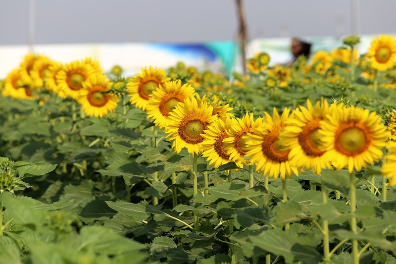 Malen Sie das schönste und bedeutungsvollste Sonnenblumenthema