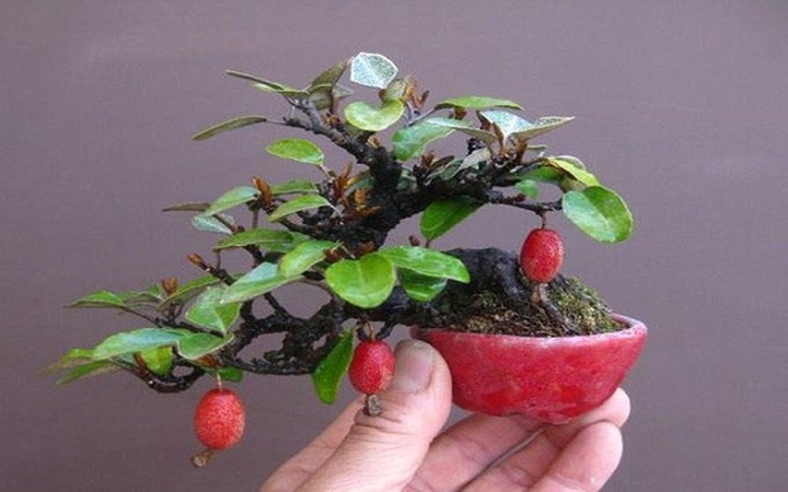 Cây bonsai nhỏ