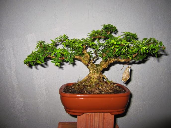 Cây cảnh bonsai đẹp