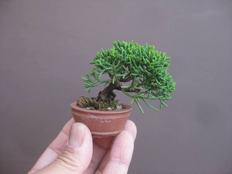 Cây cảnh bonsai mini