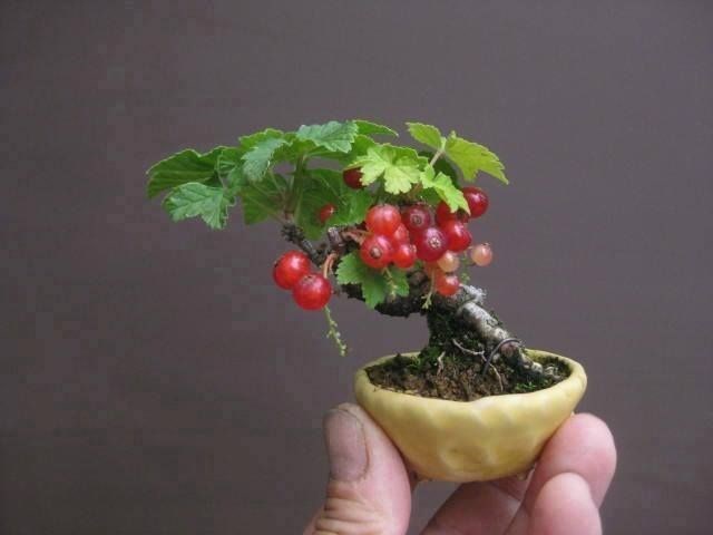 Chậu cây bonsai mini đẹp