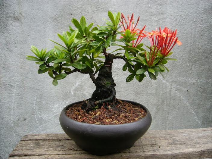 Chậu hoa bonsai mini cực đẹp