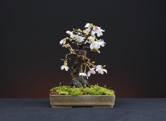 Chậu hoa bonsai nhỏ đẹp