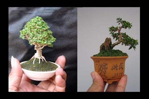Tổng hợp những cây bonsai mini đẹp nhất