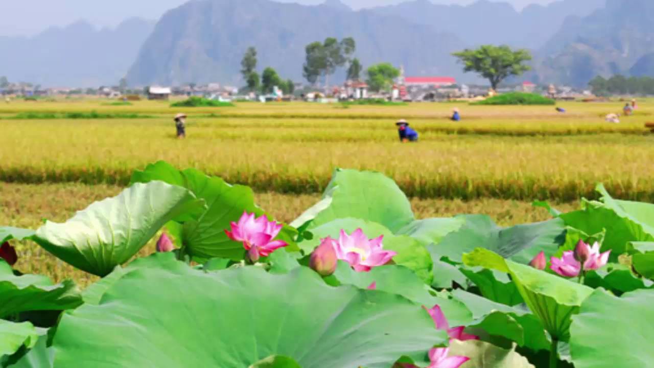 Đẹp quê hương Việt Nam: Đẹp quê hương Việt Nam là một tài sản vô giá mà bất cứ ai sinh ra và lớn lên tại đây đều tự hào và yêu thương. Hãy cùng nhau ngắm nhìn những hình ảnh đẹp về quê hương Việt Nam để tìm lại sự yêu thương và hào hứng với đất nước của mình.