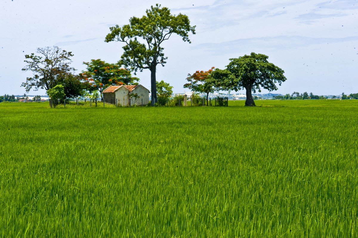 Hình hình ảnh quê nhà với ruộng lúa xanh xao rì