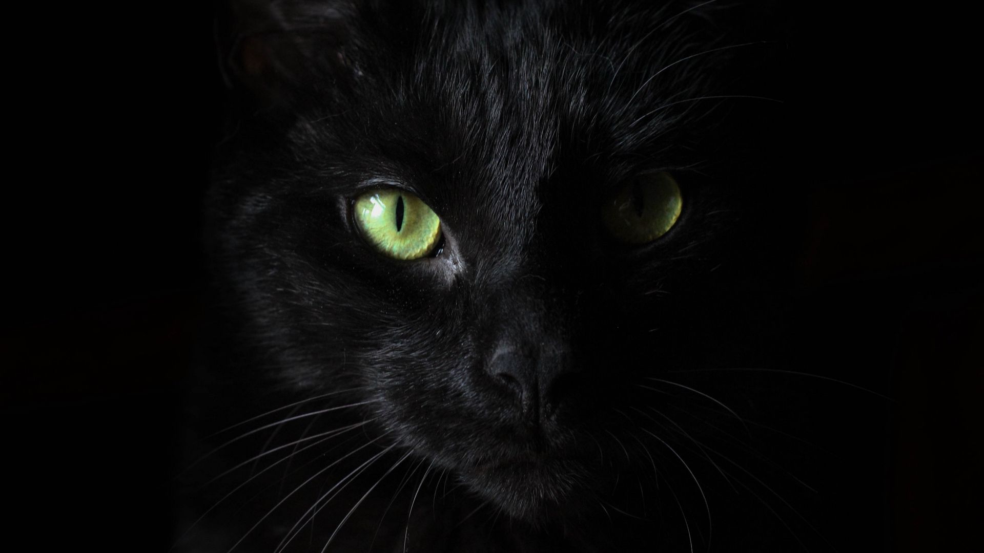 Hình nền mèo đen