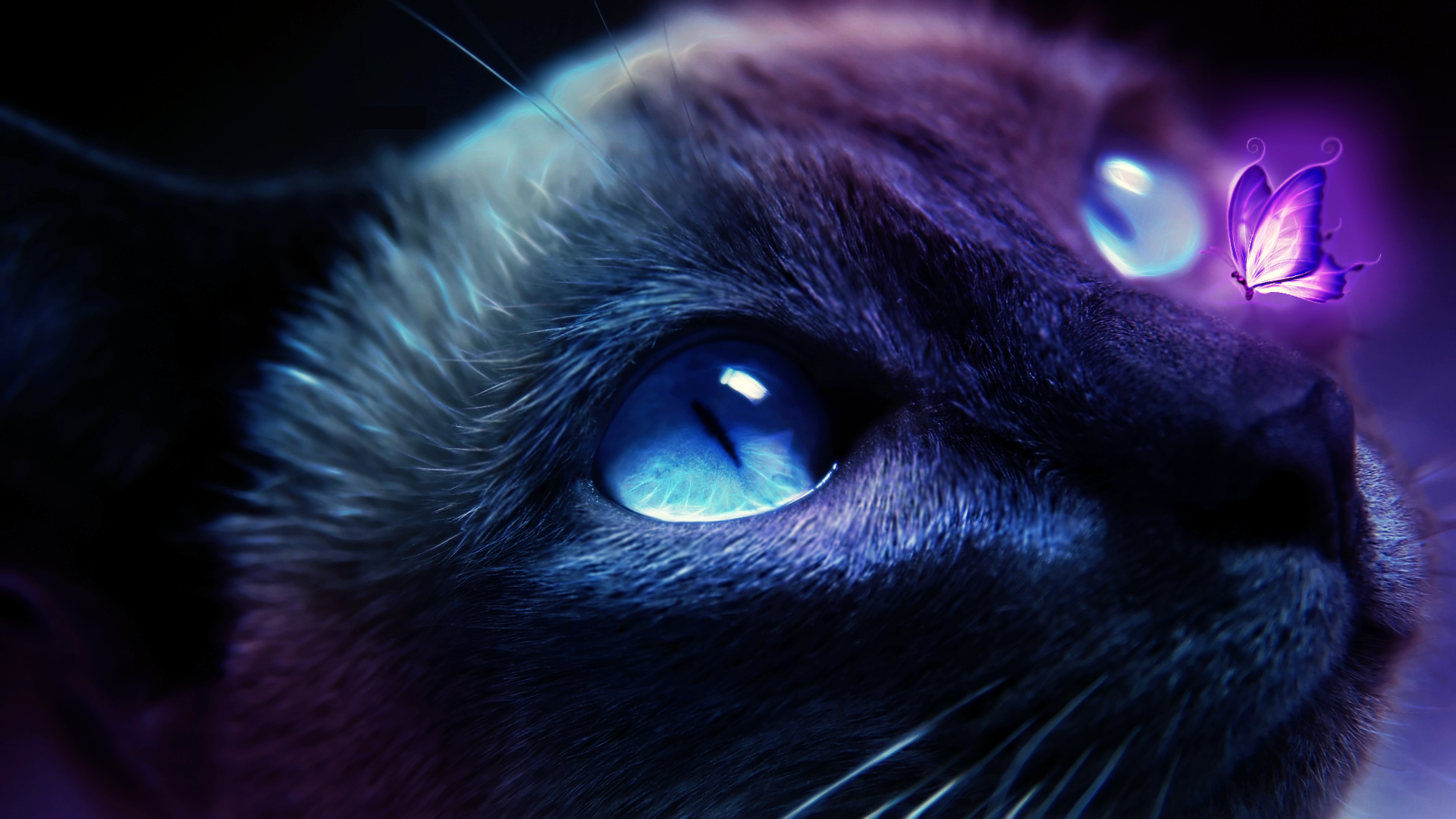 Hình nền mèo 3D cute dễ thương đẹp nhất
