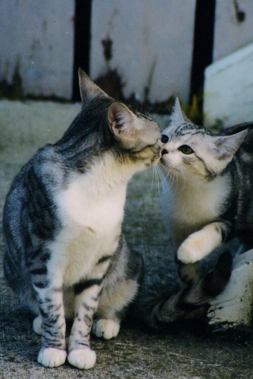 Ảnh 2 chú mèo hôn nhau cực cute