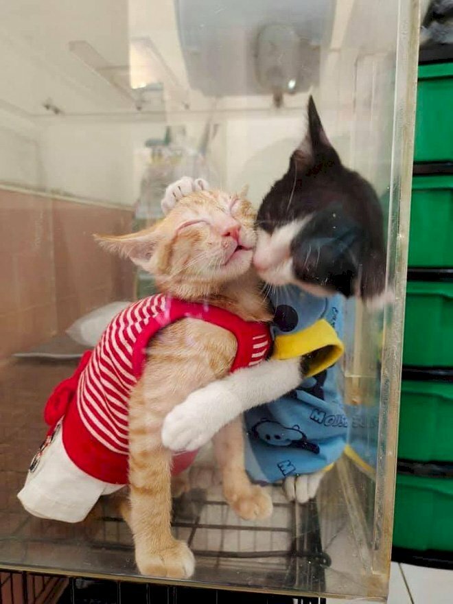 Ảnh 2 chú mèo hôn nhau cực đẹp