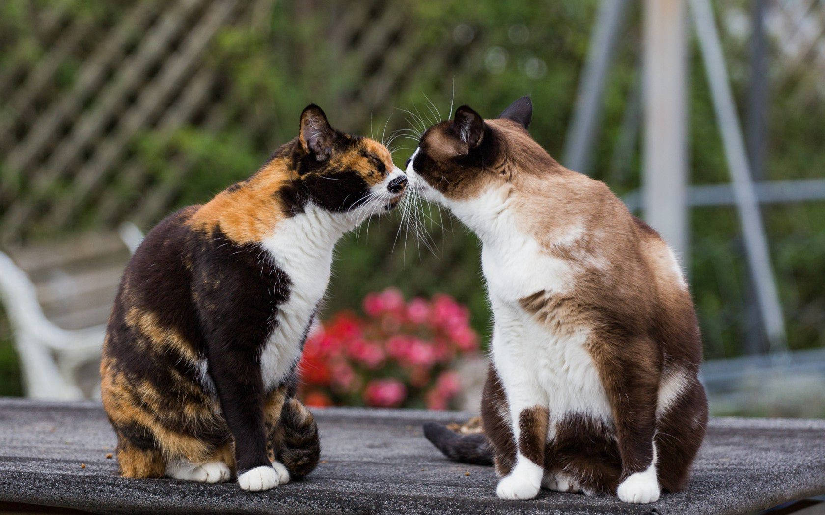 Ảnh 2 chú mèo hôn nhau đáng yêu nhất
