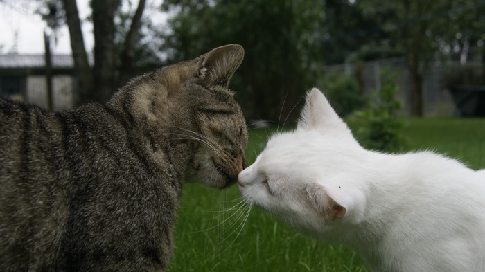 Ảnh 2 chú mèo hôn nhau dễ thương