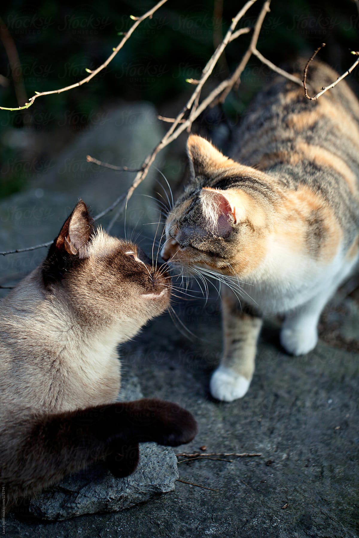 Ảnh 2 chú mèo hôn nhau siêu dễ thương