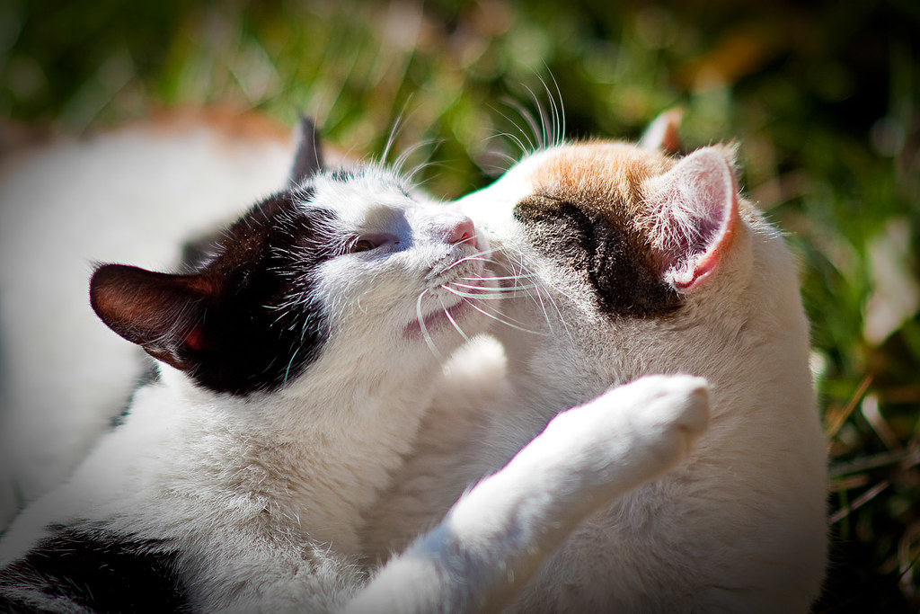 Ảnh 2 chú mèo hôn nhau tuyệt đẹp