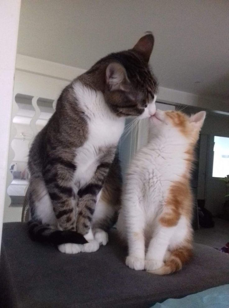 Ảnh 2 chú mèo hôn nhau