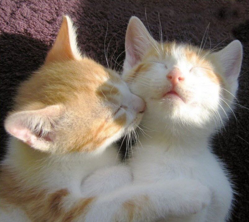 Hình 2 chú mèo hôn nhau cực cute