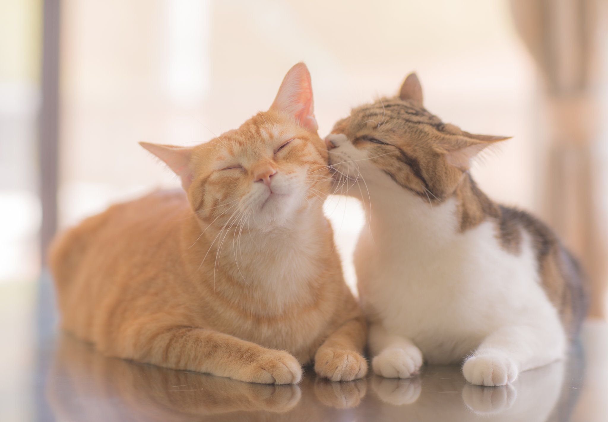 Hình 2 chú mèo hôn nhau cực đáng yêu