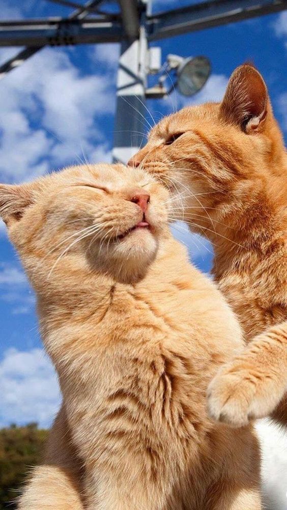 Hình 2 chú mèo hôn nhau cực đẹp