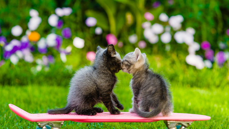 Hình 2 chú mèo hôn nhau cute nhất