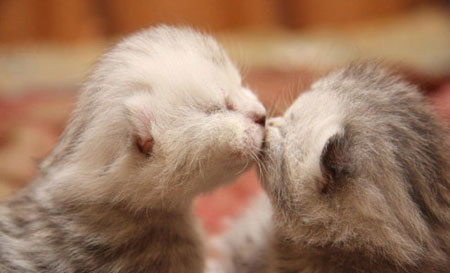 Hình 2 chú mèo hôn nhau cute
