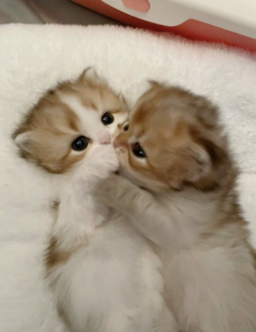 Hình 2 chú mèo hôn nhau đáng yêu nhất
