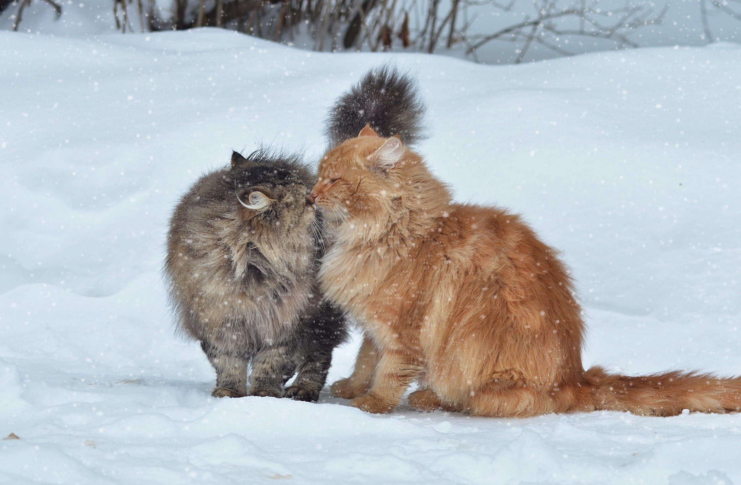 Hình 2 chú mèo hôn nhau dễ thương nhất