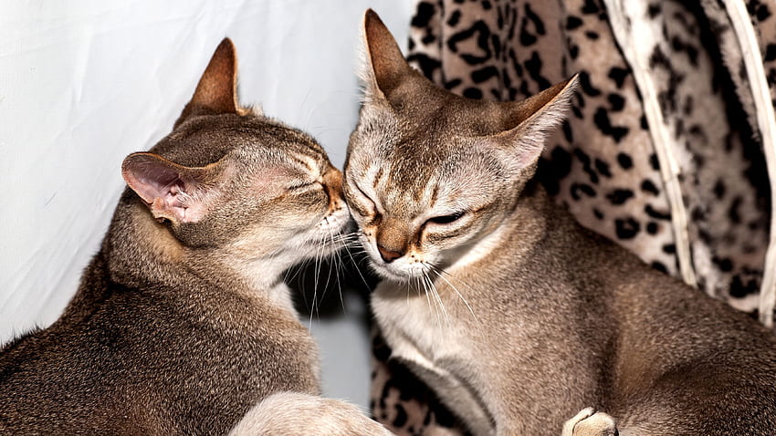 Hình 2 chú mèo hôn nhau dễ thương