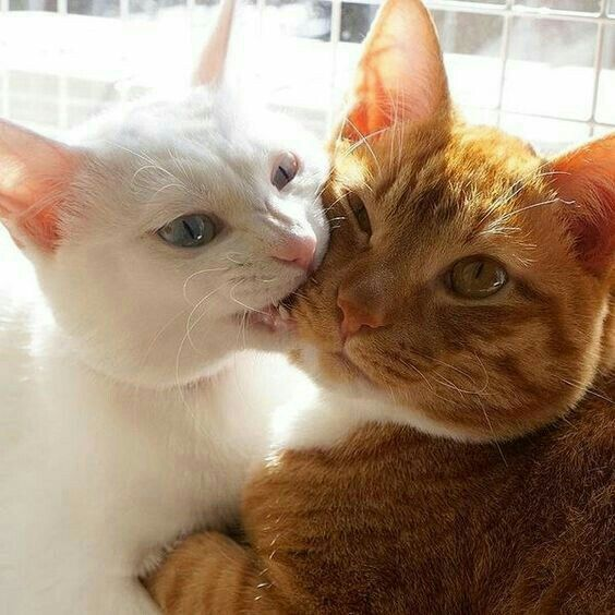 Hình 2 chú mèo hôn nhau đẹp nhất
