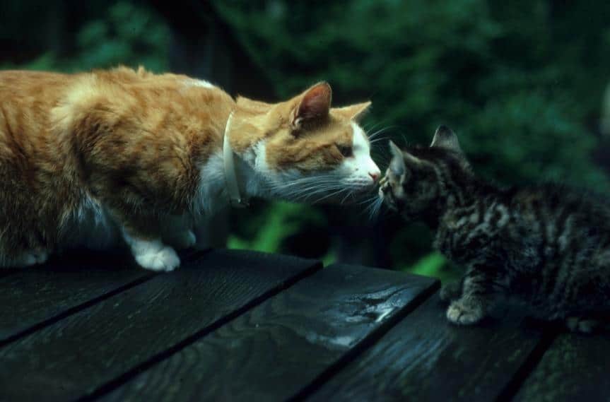 Hình 2 chú mèo hôn nhau siêu cute