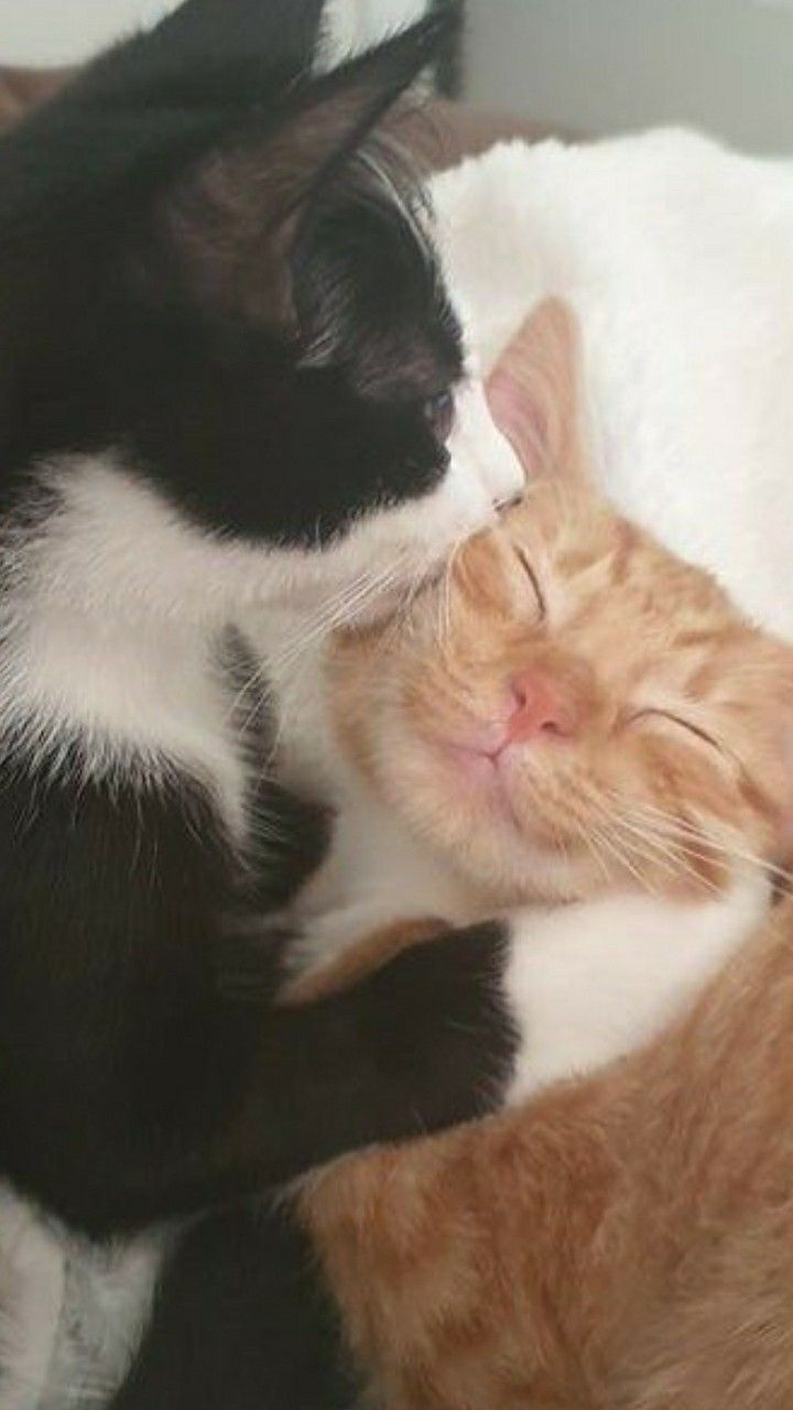 Hình 2 chú mèo hôn nhau siêu đẹp