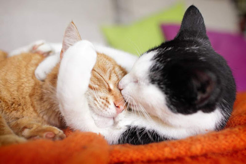 Hình 2 chú mèo hôn nhau tuyệt đẹp