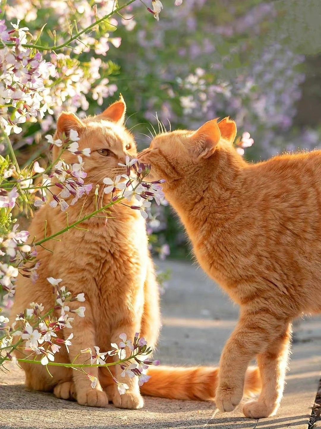 Hình ảnh 2 chú mèo hôn nhau cực đẹp