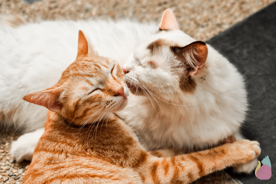 Hình ảnh 2 chú mèo hôn nhau cute, đáng yêu