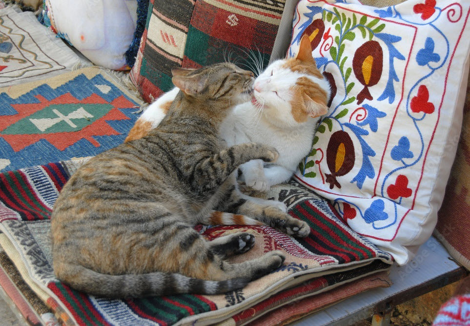 Hình ảnh 2 chú mèo hôn nhau cute nhất