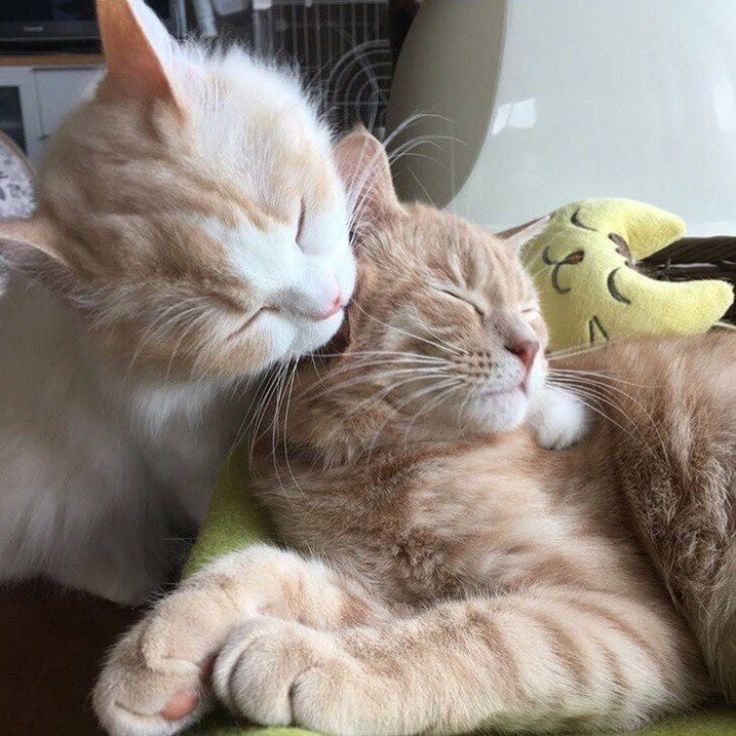 Hình ảnh 2 chú mèo hôn nhau cute