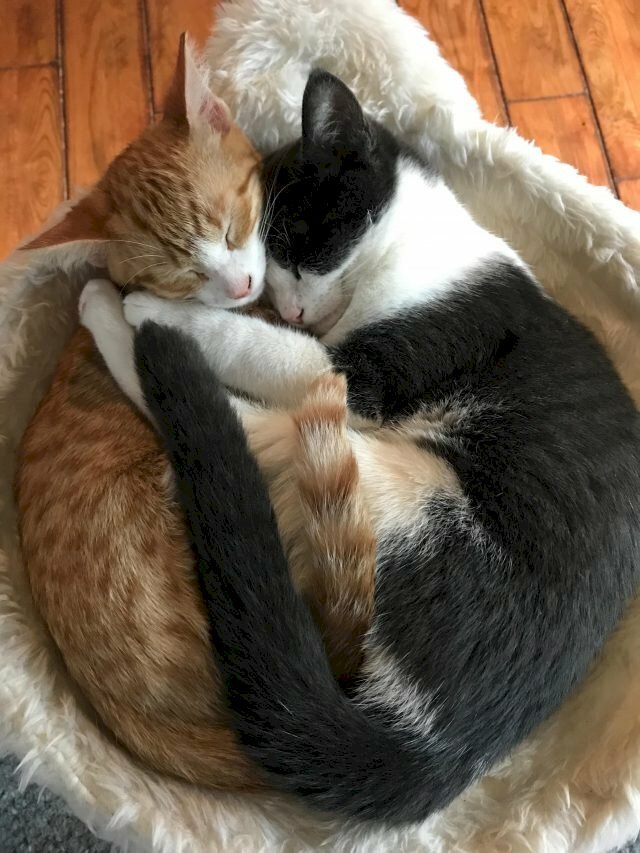 Hình ảnh 2 chú mèo hôn nhau đáng yêu