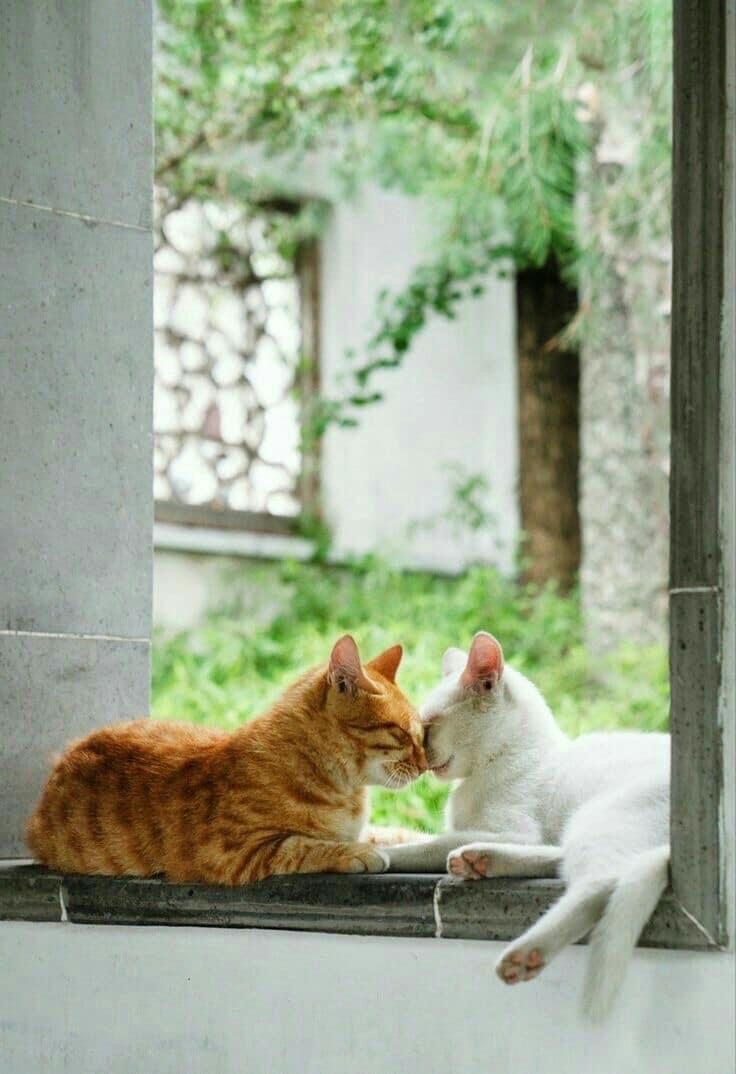 Hình ảnh 2 chú mèo hôn nhau  dễ thương nhất