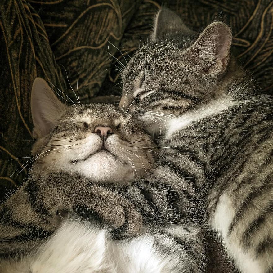 Hình ảnh 2 chú mèo hôn nhau dễ thương