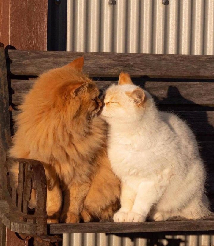 Hình ảnh 2 chú mèo hôn nhau đẹp nhất