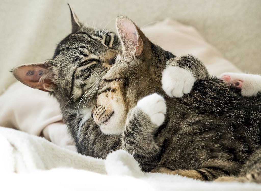 Hình ảnh 2 chú mèo hôn nhau siêu đáng yêu